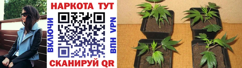 Какие есть наркотики Ачхой-Мартан Канабис  COCAIN  А ПВП  Гашиш 